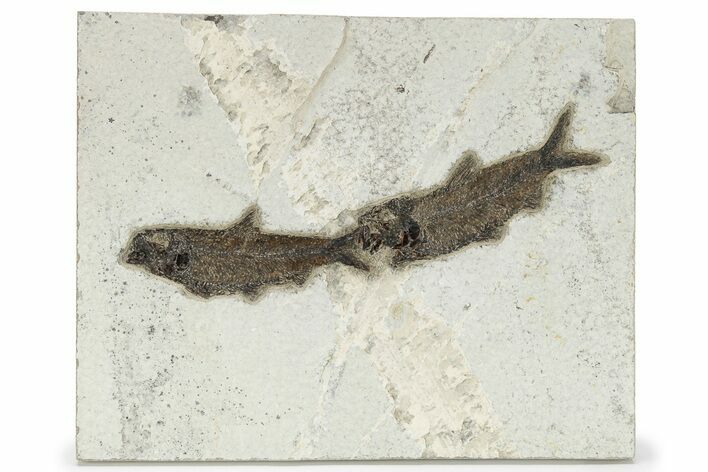 Multiple Fossil Fish (Knightia) Plate - Wyoming #222856